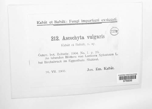Ascochyta vulgaris image